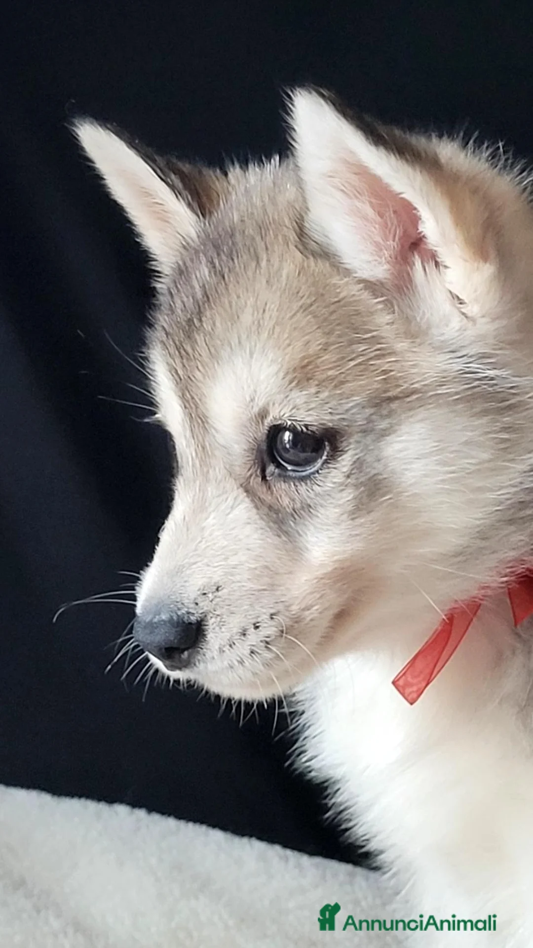 Husky cani in vendita: SIBERIAN HUSKY CUCCIOLATA CON PEDIGREE  - Annuncio 1