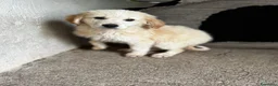 Meticcio cani in regalo: Bubix a Provincia di Verona - Annuncio 3