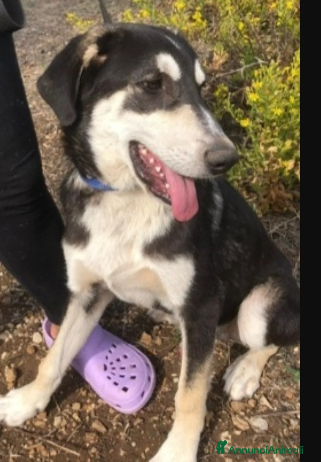 Meticcio cani in regalo: Mix Australian Shepherd 8/9mesi INVISIBILE.SICILIA - Annuncio 2