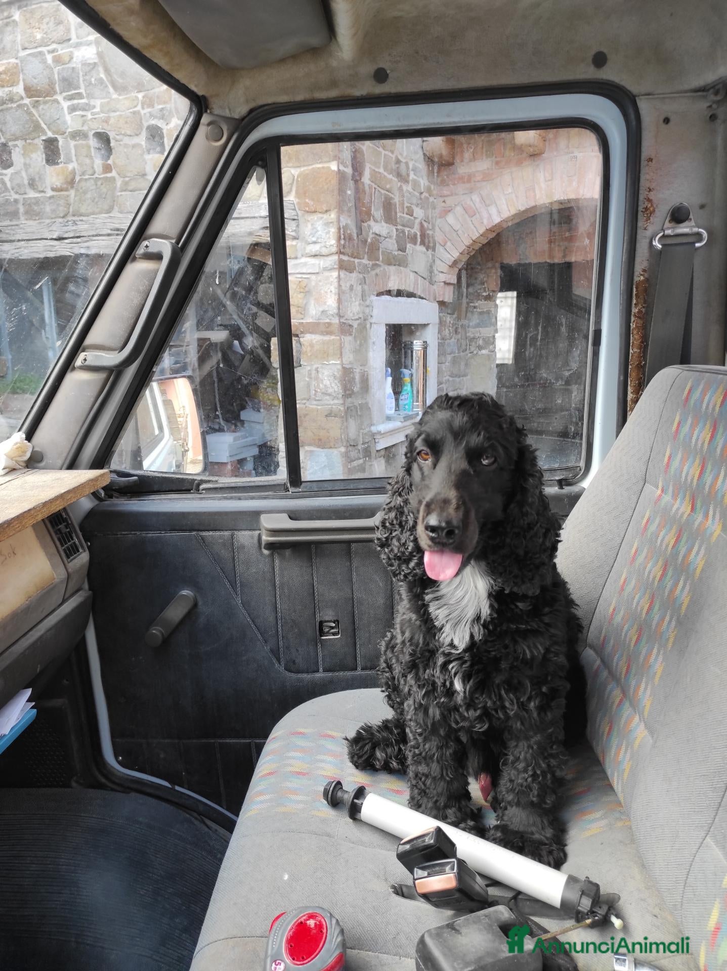 Cocker cani Cocker per accoppiamento  - Annuncio 4