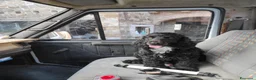 Cocker cani per accoppiamento: Cocker per accoppiamento  a Provincia di Gorizia - Annuncio 1