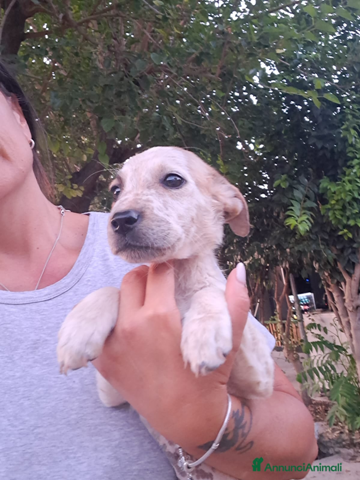 Meticcio cani CAPPUCCINO cucciolo monello  - Annuncio 12