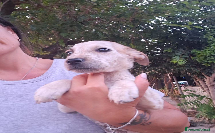 Meticcio cani - Annuncio 11