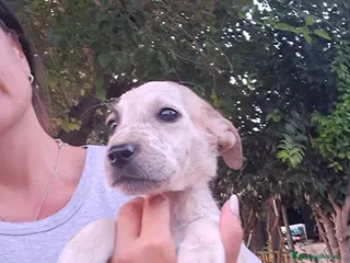 Meticcio cani CAPPUCCINO cucciolo monello - Annuncio 14