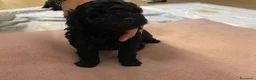 Barboncino Toy cani in vendita: Barboncino Toy no oerditempo - Annuncio 6