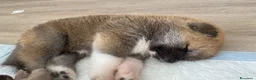 Akita Inu cani in vendita: cucccioli - Annuncio 6