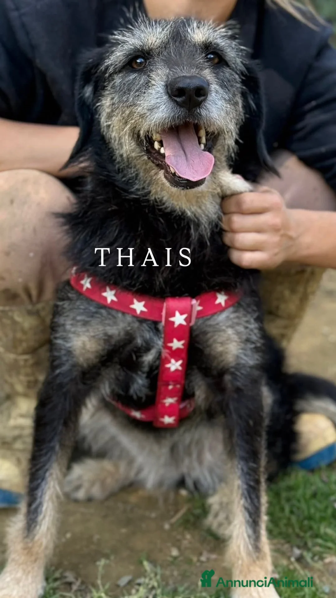 Meticcio cani in regalo: THAIS, baffona DOLCISSIMA cerca famiglia! - Annuncio 1