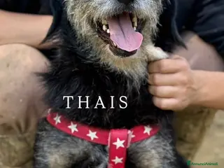 Meticcio cani THAIS, baffona DOLCISSIMA cerca famiglia! - Annuncio 41