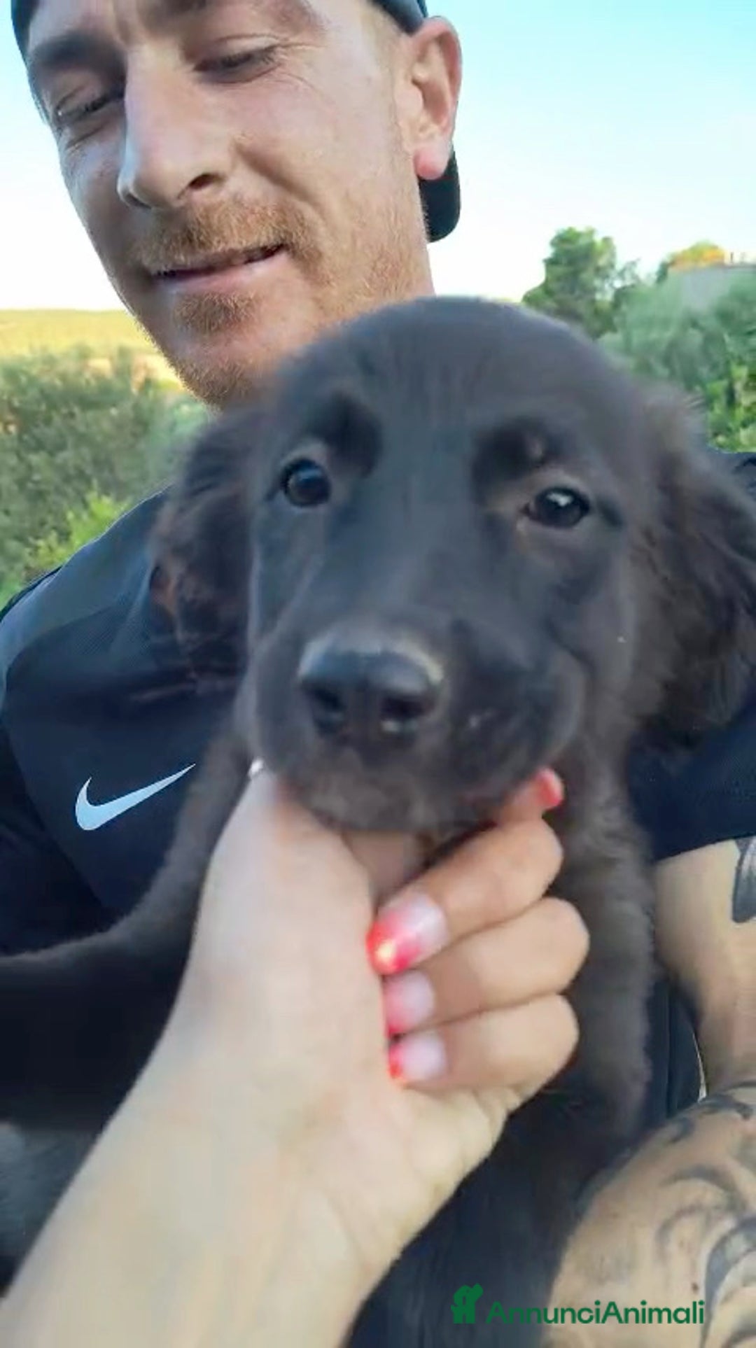Altre razze cani in regalo: Cuccioli di 3 mesi cercano adozione urgente  a Provincia di Parma - Immagine 8
