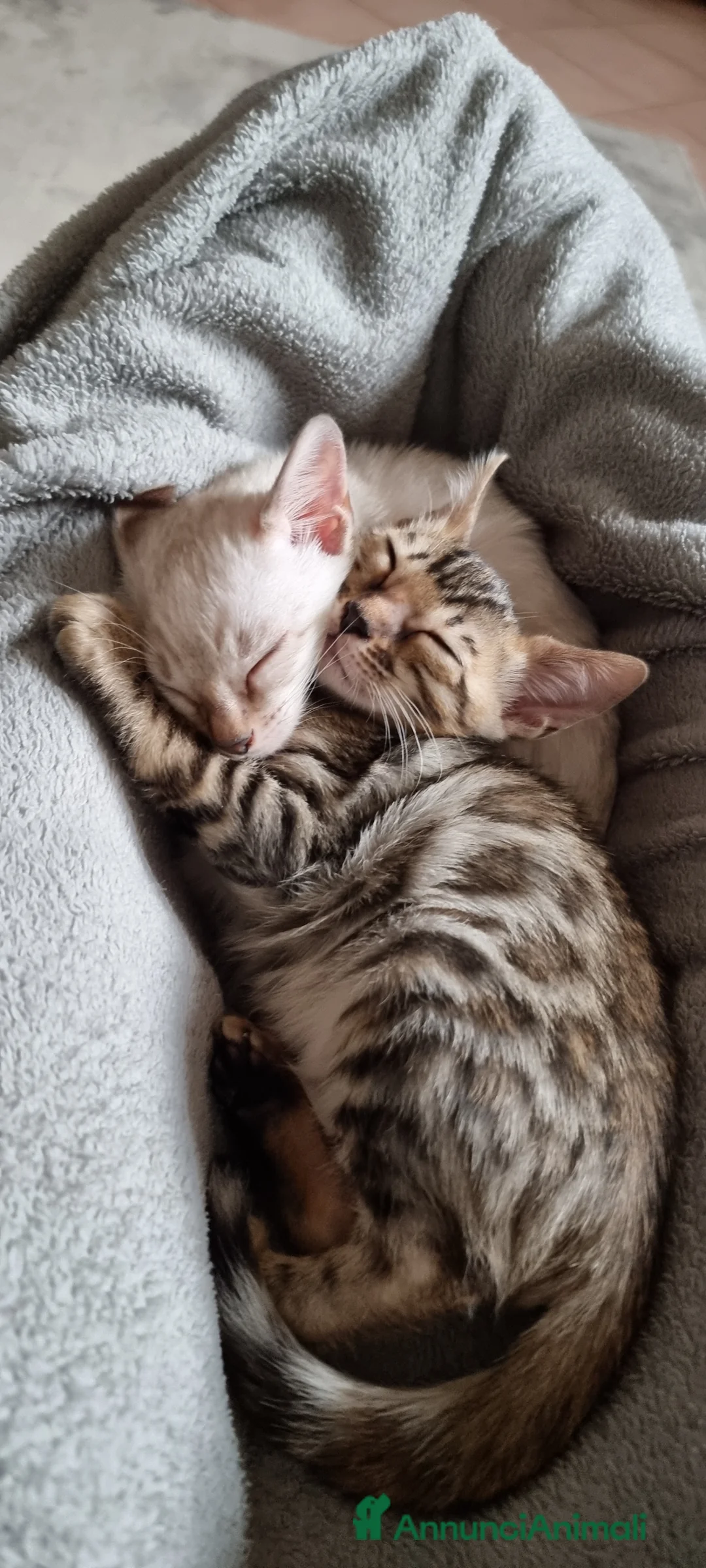 Bengala gatti in vendita: Femminuccia Bengala con Pedigree  - Annuncio 1