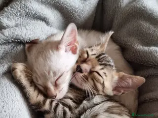 Bengala gatti Femminuccia Bengala con Pedigree - Annuncio 13