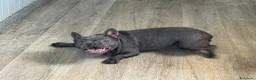 Bulldog Francese cani in vendita: Allevamento affida coppia di Bouledogue Francese - Annuncio 3