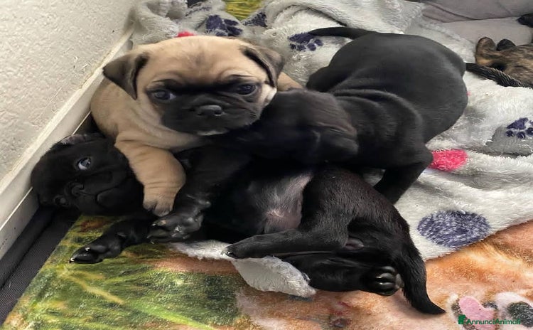 Carlino cani a Città metropolitana di Roma Capitale - Annuncio 1