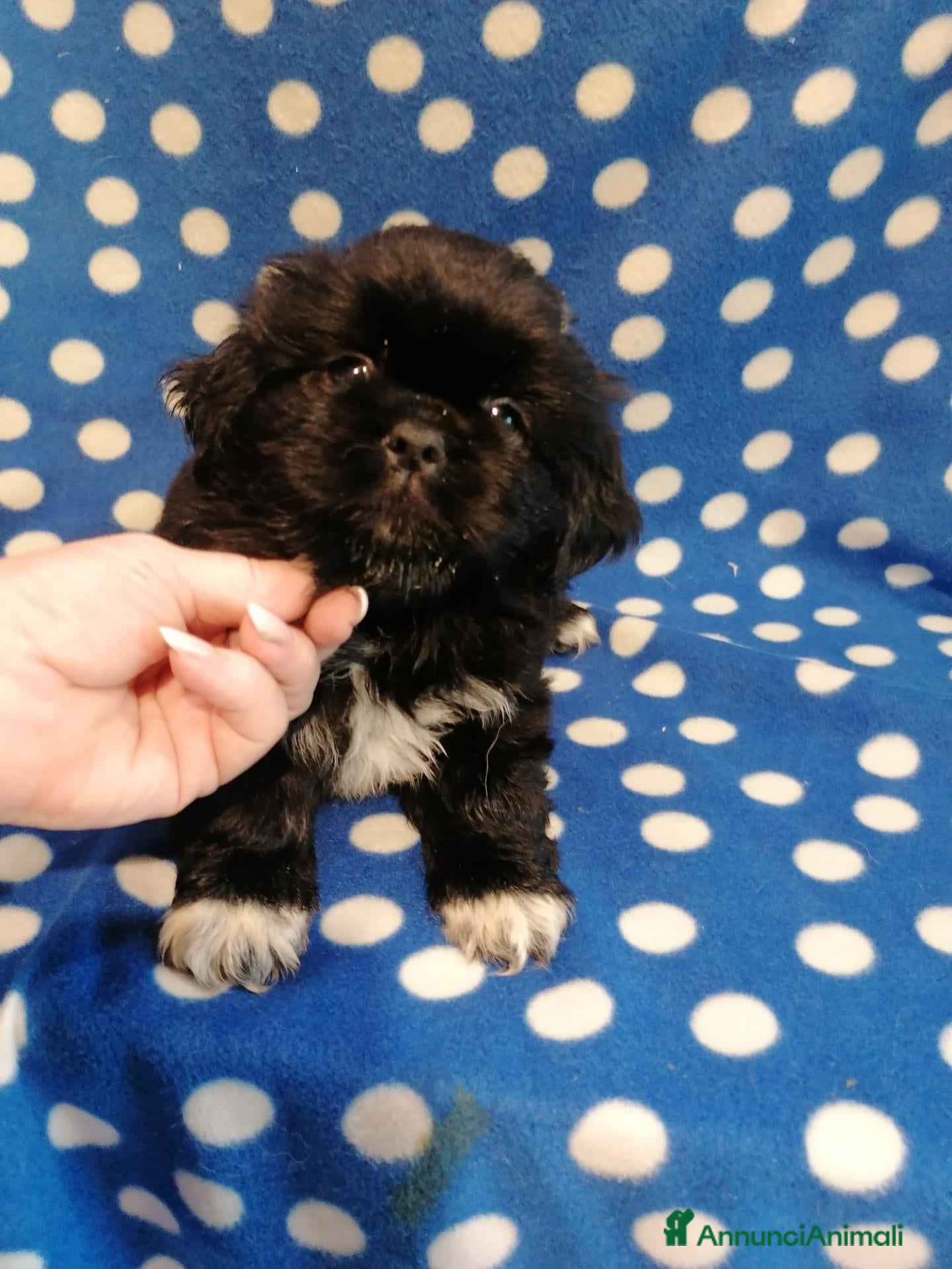 Tibetan Spaniel cani in vendita: Tibetan Spaniel cuccioli  - Annuncio 1
