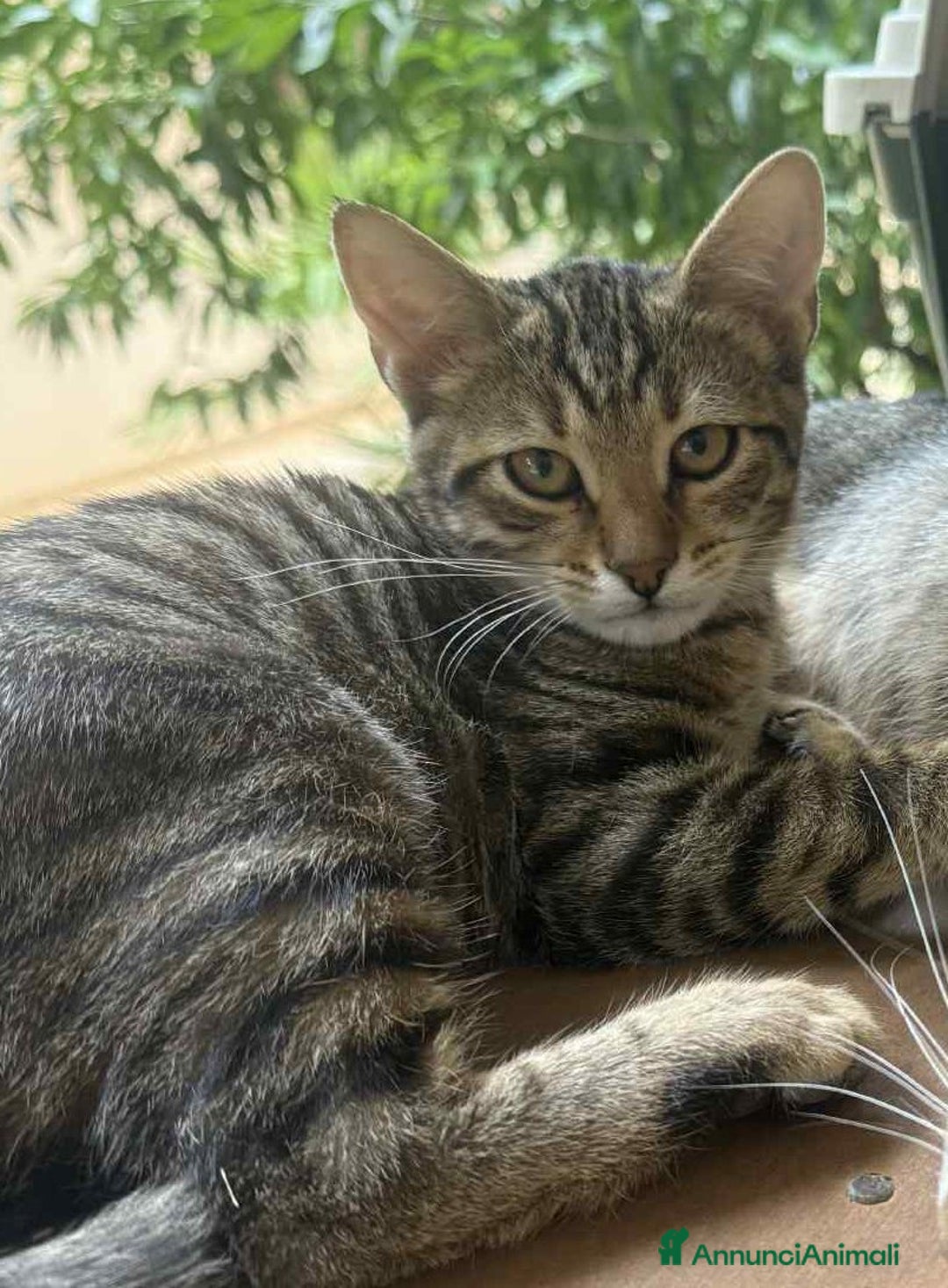 Europeo gatti in regalo: Tenero micino in adozione , JIMMY! - Annuncio 6