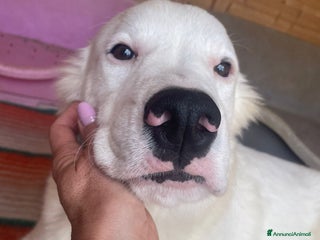 Meticcio cani IL TENERISSIMO SNOOPY - Annuncio 1