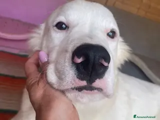 Meticcio cani IL TENERISSIMO SNOOPY - Annuncio 12