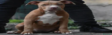 American Bully 2