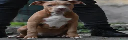 American Bully cani in vendita: Cucciole di American Bully XL. - Annuncio 12
