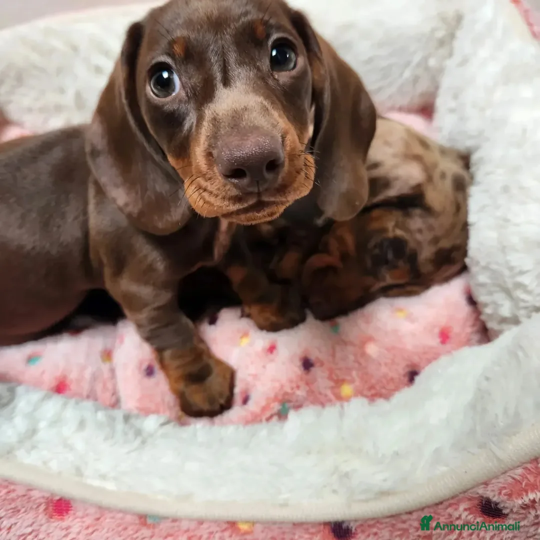 Bassotto cani in vendita: Bassotto arlecchino e cioccolato femmina e maschio - Annuncio 15