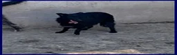 Meticcio cani in regalo: SABRINA un po' spaventata - Annuncio 4