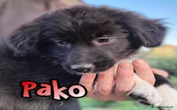 Altre razze cani in regalo: Cuccioli di 3 mesi cercano adozione urgente  a Provincia di Parma - Immagine 14