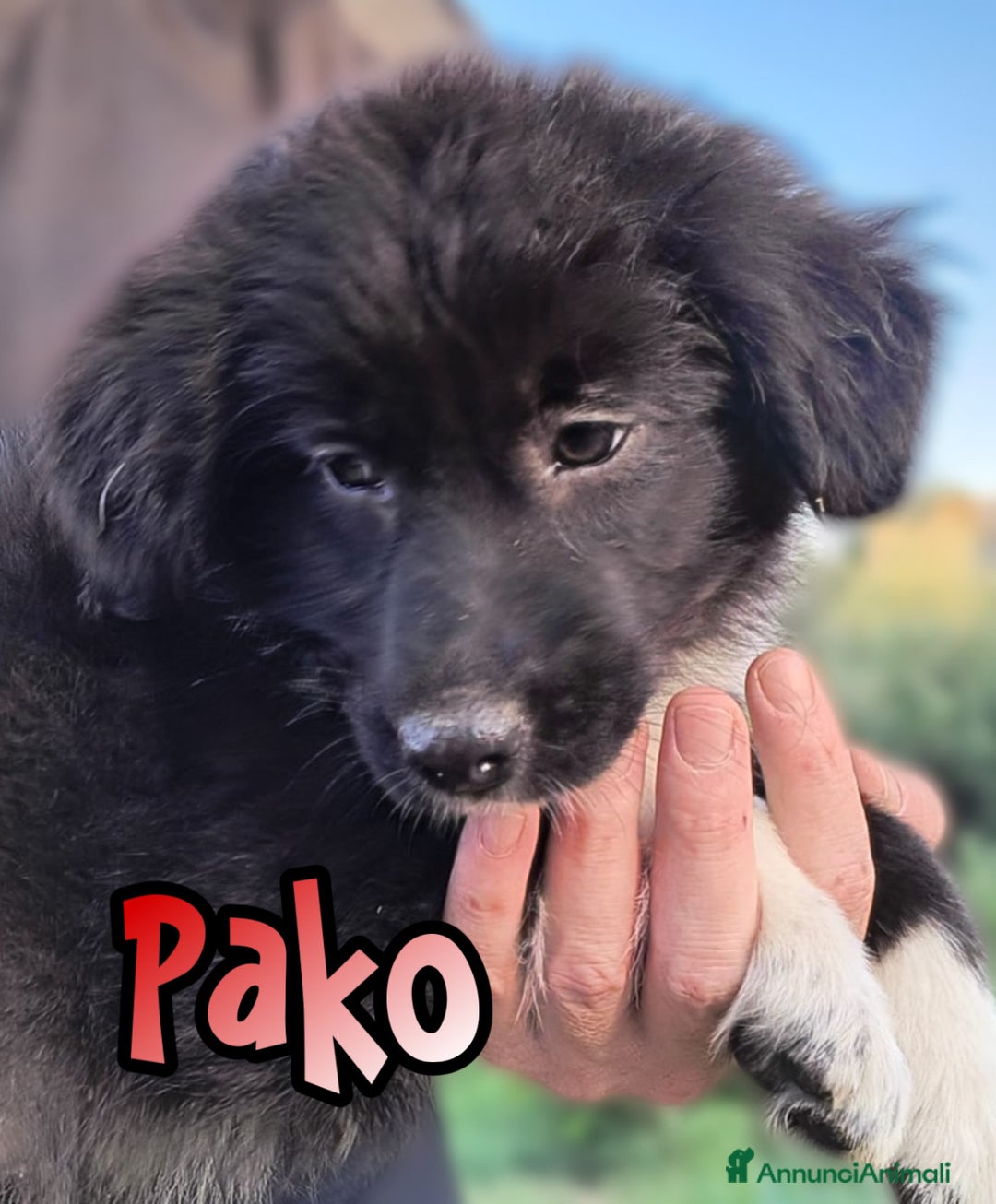 Altre razze cani in regalo: Cuccioli di 3 mesi cercano adozione urgente  a Provincia di Parma - Immagine 14