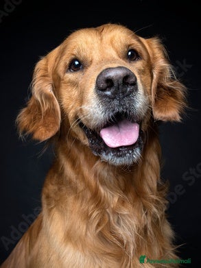 Golden Retriever cani Cuccioli Golden Retriever alta genealogia  - Annuncio 1