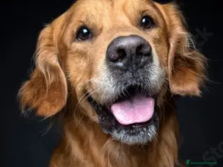 Golden Retriever cani Cuccioli Golden Retriever alta genealogia - Annuncio 1