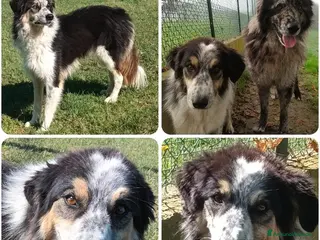 Meticcio cani EVA e RUFUS 2anime in un nocciolo - Annuncio 23