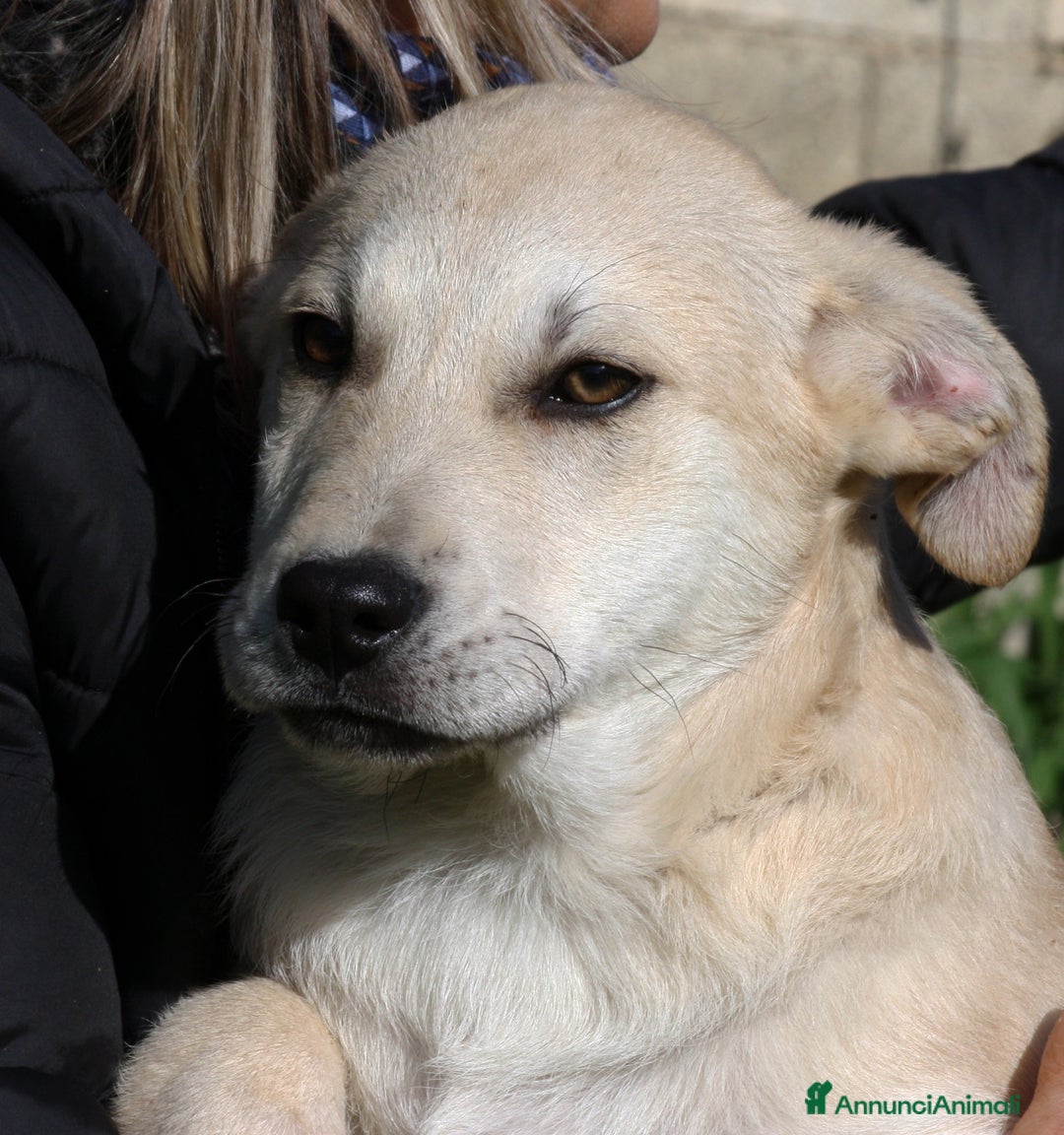 Meticcio cani in regalo: Ettore mix akita in adozione  - Annuncio 2