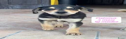 Meticcio cani in regalo: Trovatelli cercano urgentemente casa  a Provincia di Monza e della Brianza - Annuncio 9