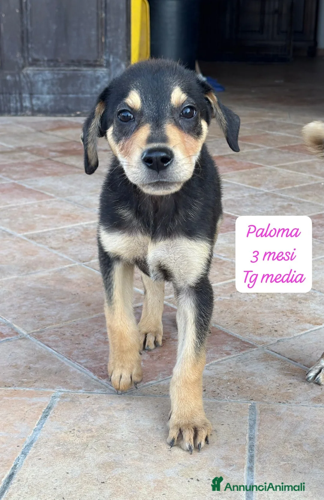 Meticcio cani in regalo: Trovatelli cercano urgentemente casa  a Provincia di Monza e della Brianza - Annuncio 9