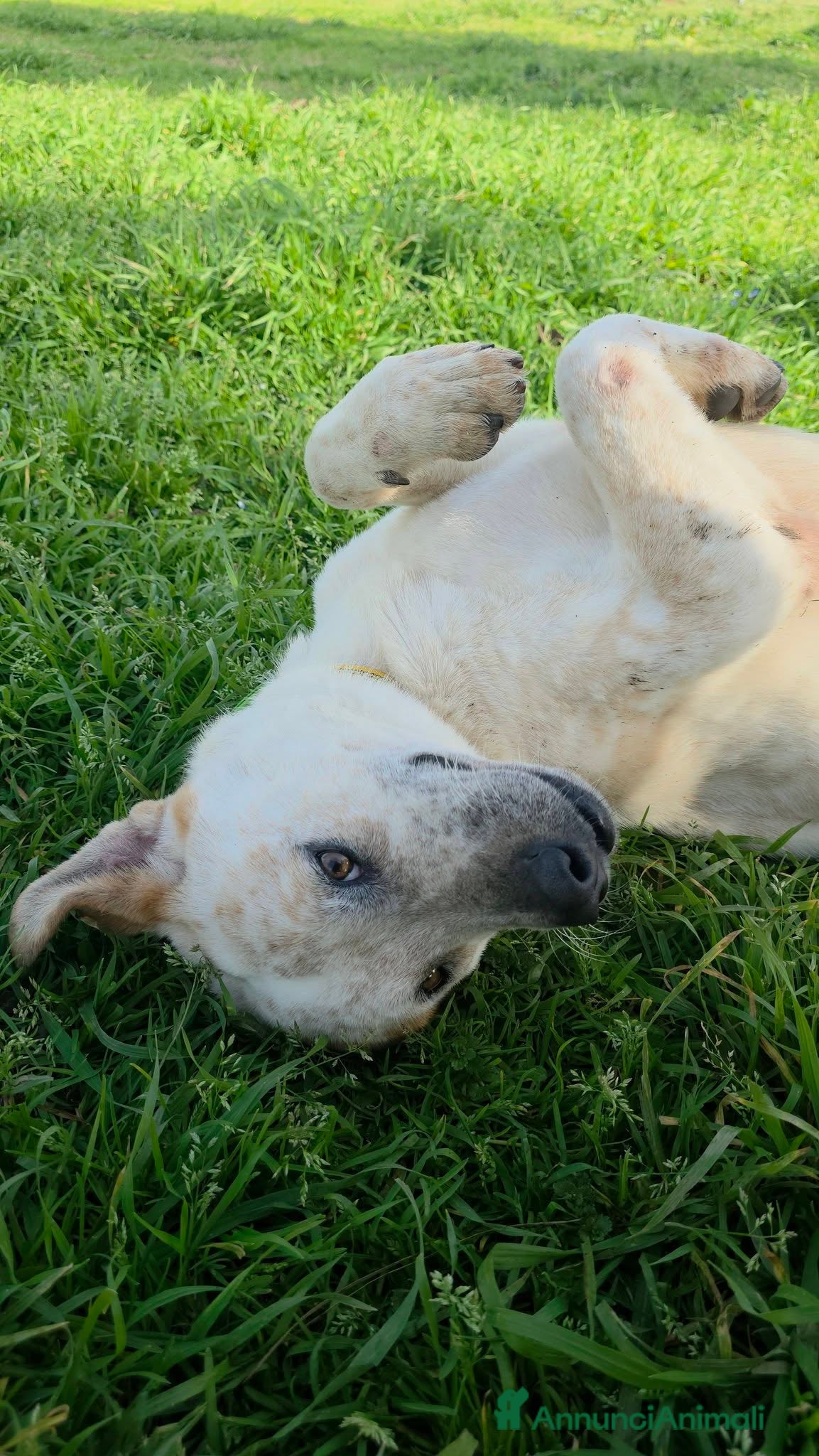 Meticcio cani in regalo: Twix, abbandonato in pensione - Annuncio 1