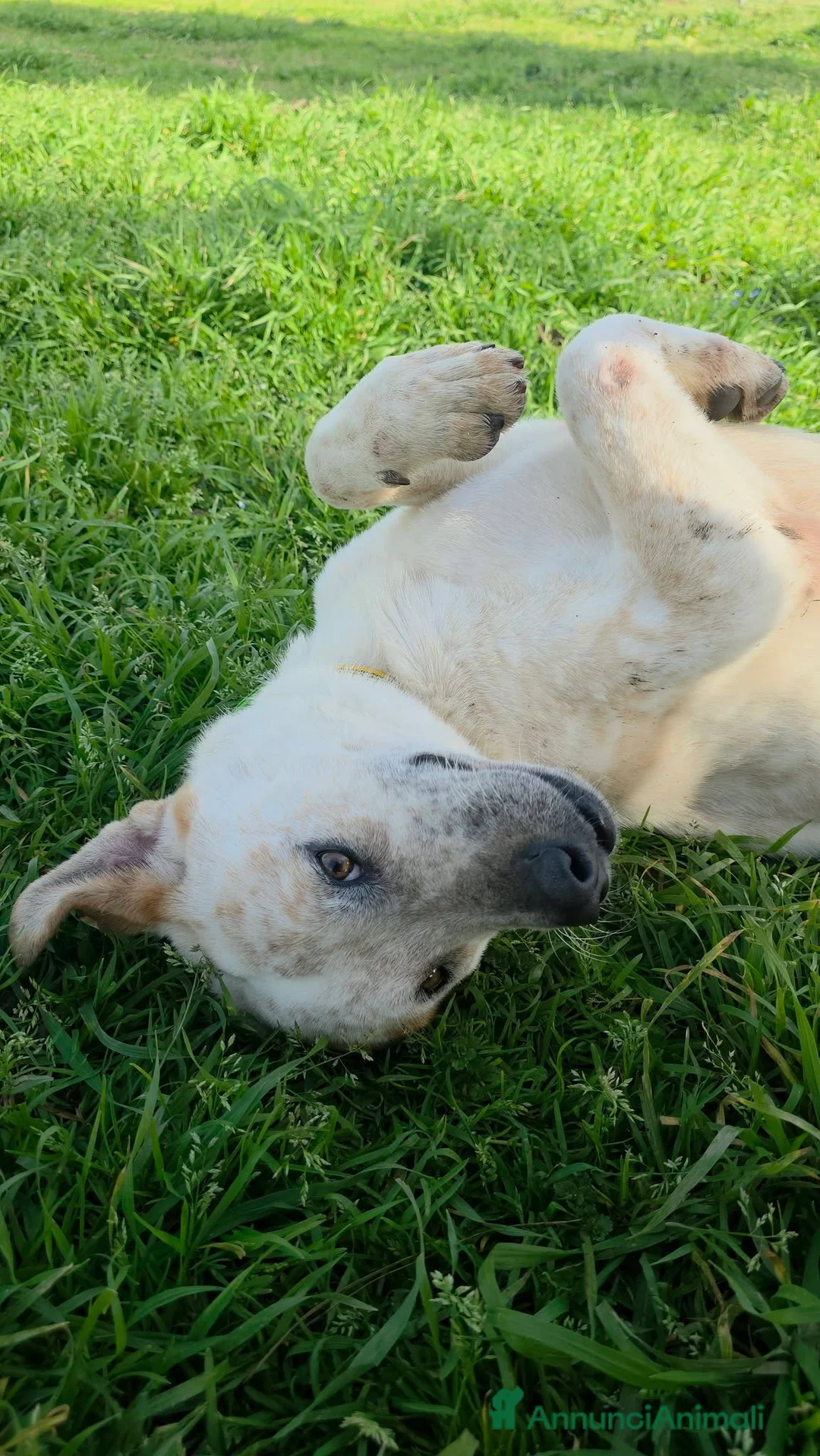 Meticcio cani in regalo: Twix, abbandonato in pensione - Annuncio 1