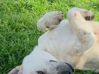 Meticcio cani Twix, abbandonato in pensione - Annuncio 2