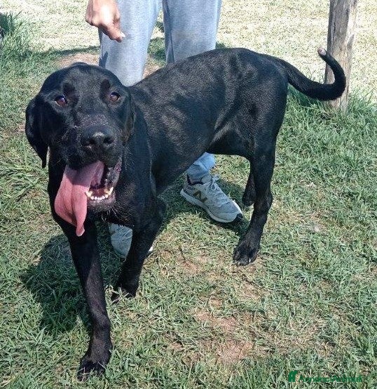 Meticcio cani Black il gigante dal cuore tenero mastino/corso a Provincia di Latina - Annuncio 34