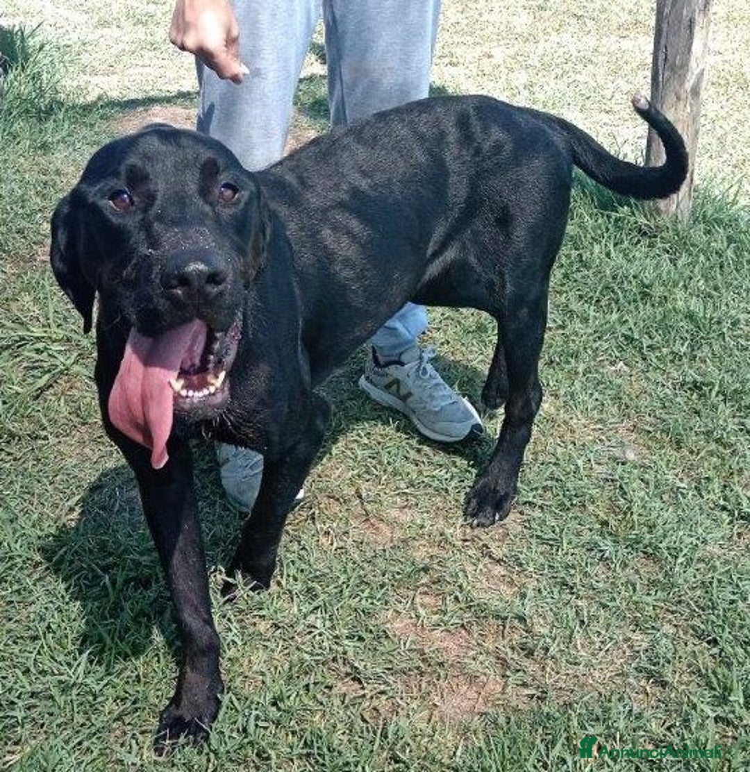 Meticcio cani in regalo: Black il gigante dal cuore tenero mastino/corso a Provincia di Latina - Annuncio 1