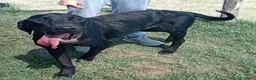 Meticcio cani in regalo: Black il gigante dal cuore tenero mastino/corso a Provincia di Latina - Annuncio 1