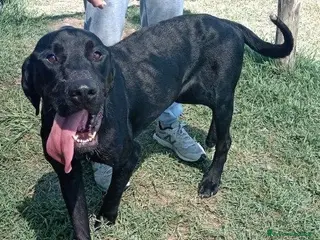 Meticcio cani Black il gigante dal cuore tenero mastino/corso a Provincia di Latina - Annuncio 21