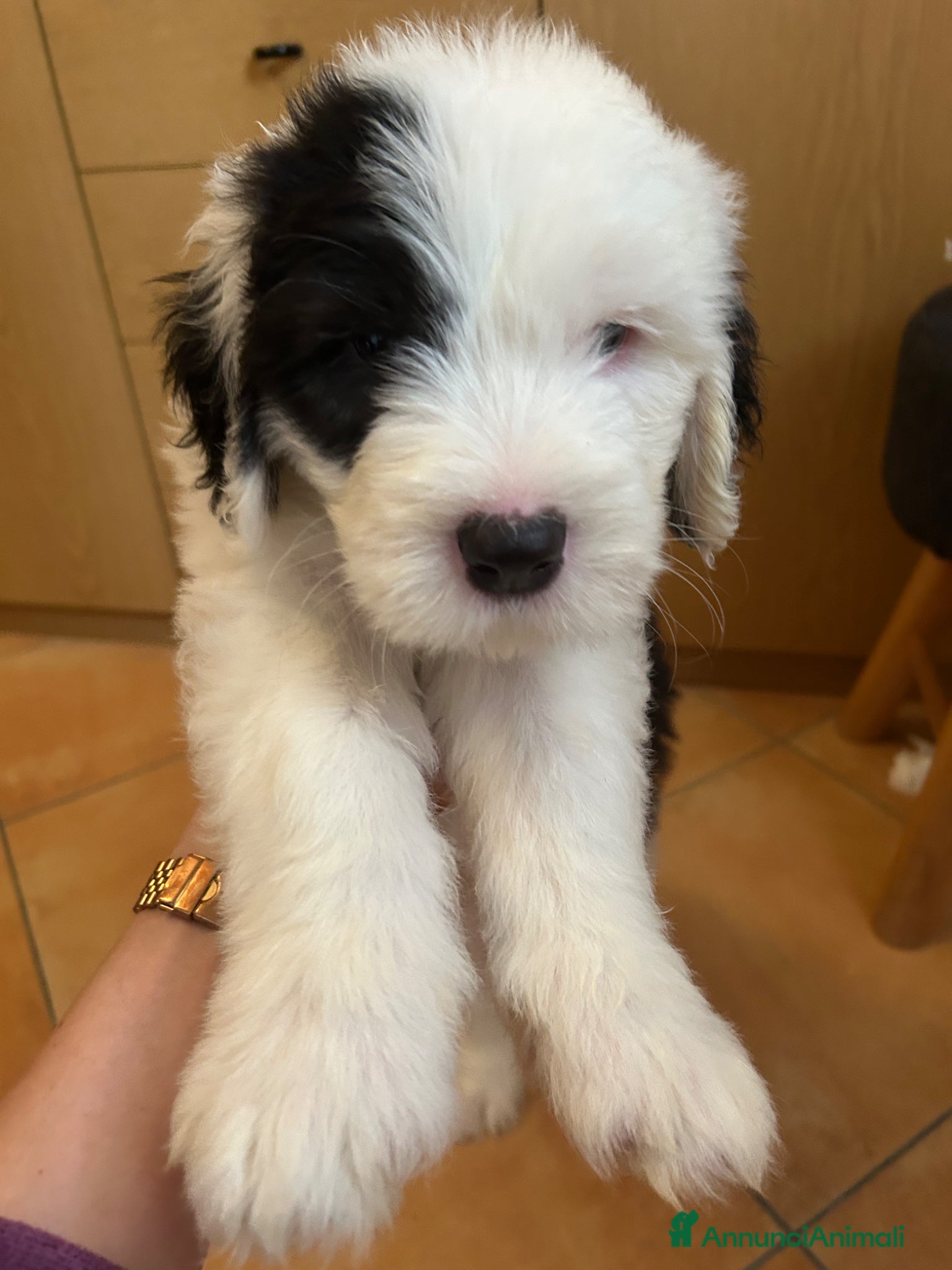 Bobtail cani Cuccioli di Bobtail  - Annuncio 1