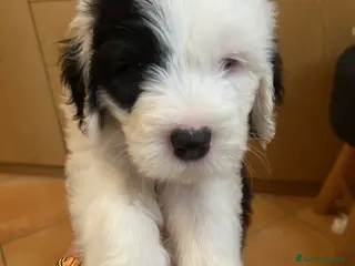 Bobtail cani Cuccioli di Bobtail - Annuncio 15