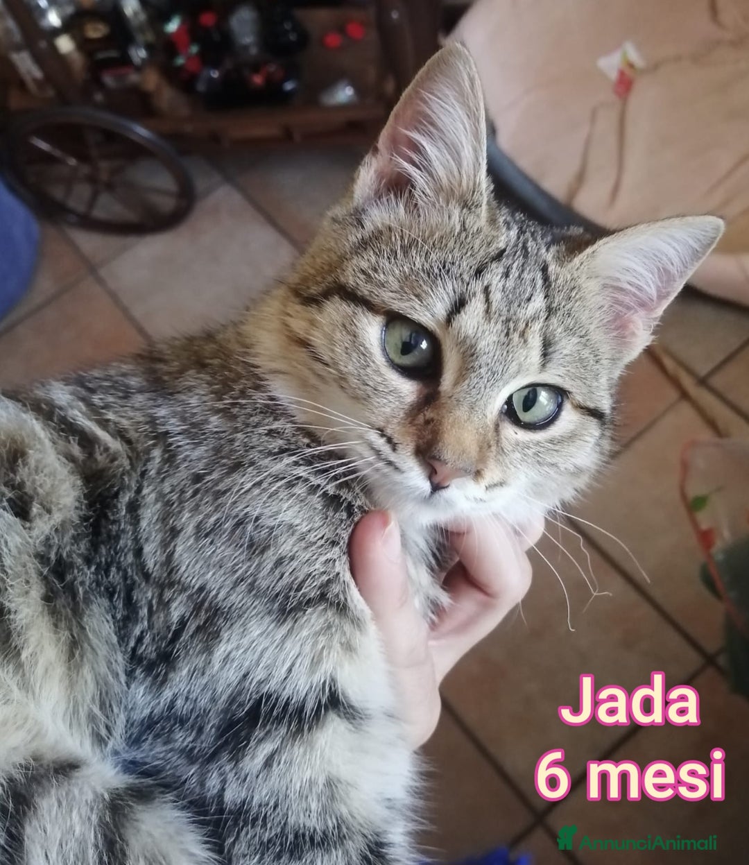 Meticcio gatti in regalo: MICINI: SIAMO AL COLLASSO  - Annuncio 5