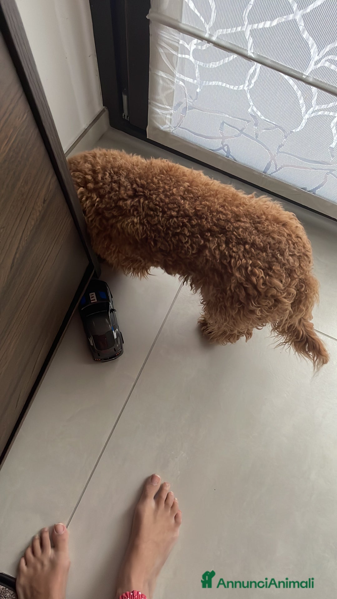 Barboncino Toy cani in vendita: Barboncino nano  - Annuncio 5