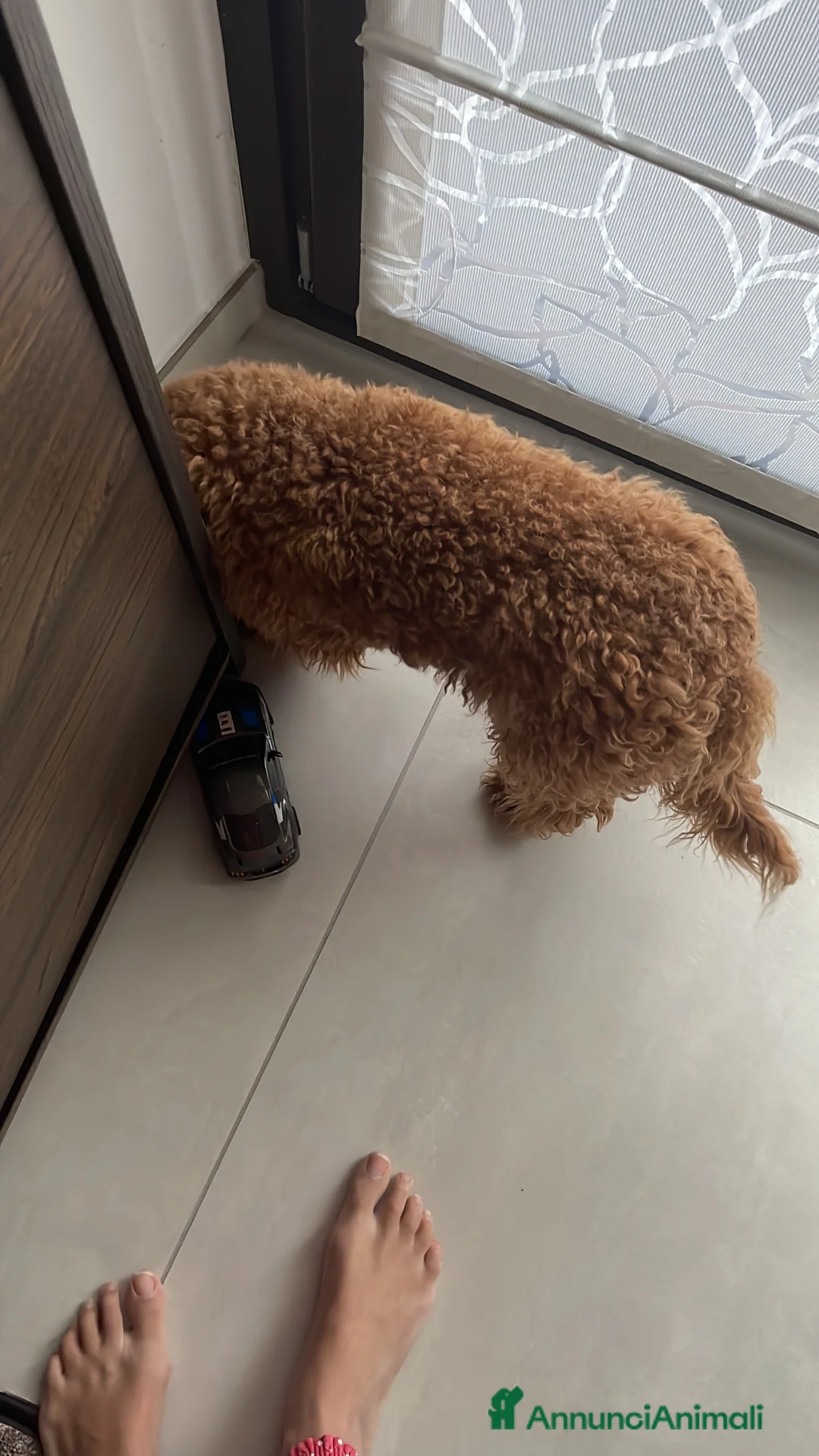 Barboncino Toy cani in vendita: Barboncino nano  - Annuncio 5