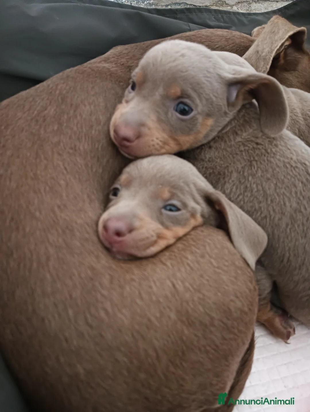Bassotto cani in vendita: Cucciolo bassotto isabella nano - Annuncio 2