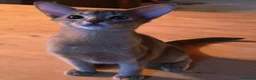 Abissino gatti in vendita: Gatti abissini  - Annuncio 5