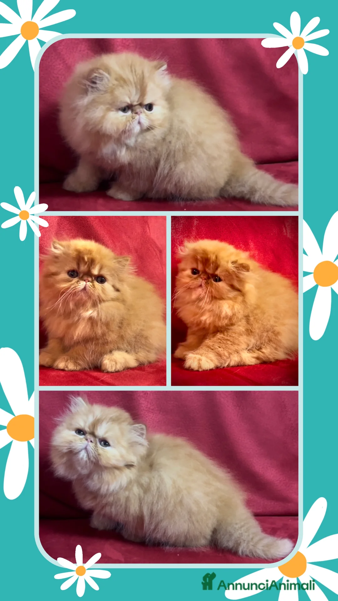 Immagine della galleria {{count}}