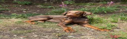 Dobermann cani in vendita: Dobermann maschio marrone fiammato a Provincia di Lecco - Annuncio 15