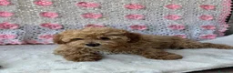Barboncino cani in vendita: Barboncini toy albicocca e nero - Annuncio 2